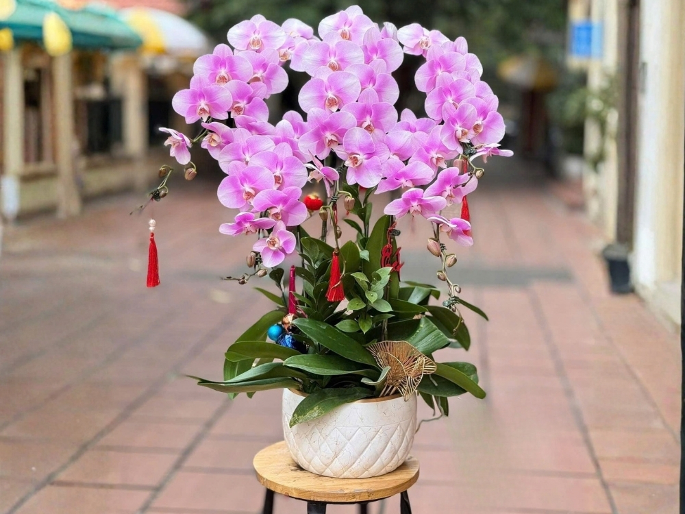 cay-canh-phong-thuy