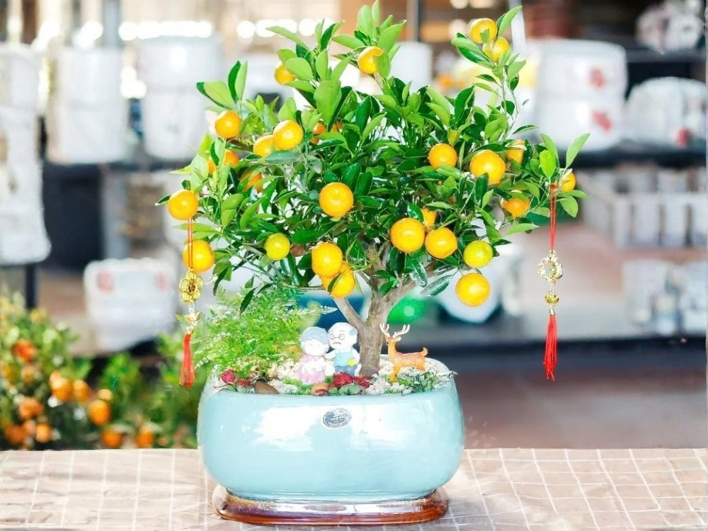cay-canh-mini-ngay-tet